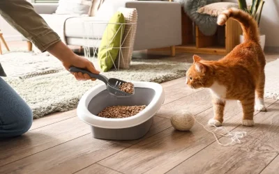 Wie oft muss ich das Katzenklo säubern?