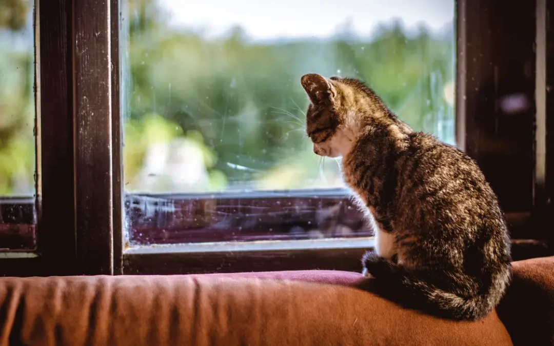 Junge Katze schaut aus dem Fenster