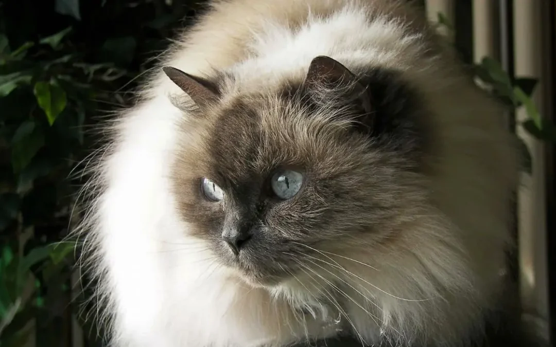 himalaya katze