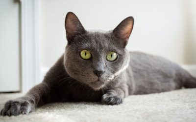 Russian Blue: Die elegante Schönheit mit sanftem Wesen
