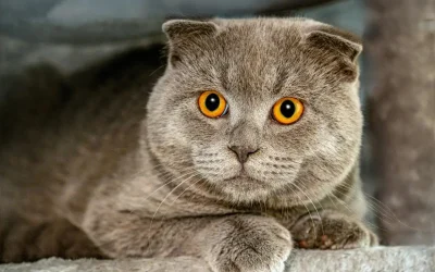 Scottish Fold: Die charmante Katze mit den umgeklappten Ohren