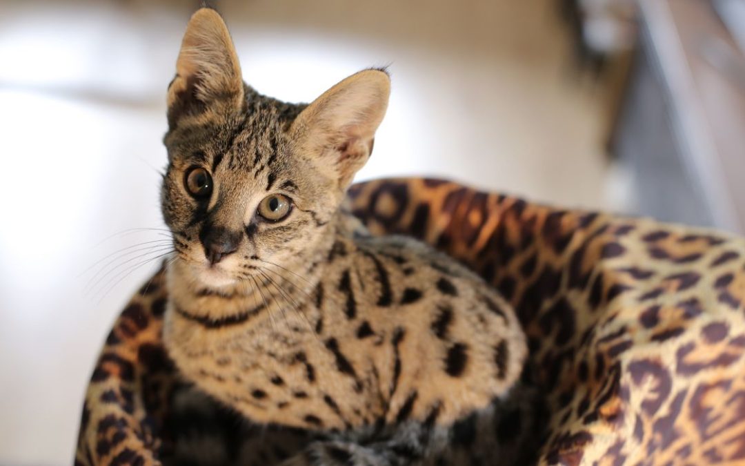 Savannah: Savannah sitzt in Körbchen und guckt in die Kamera