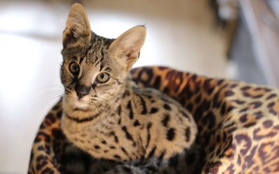 Savannah Katze: Die wilde Schönheit für erfahrene Katzenfreunde