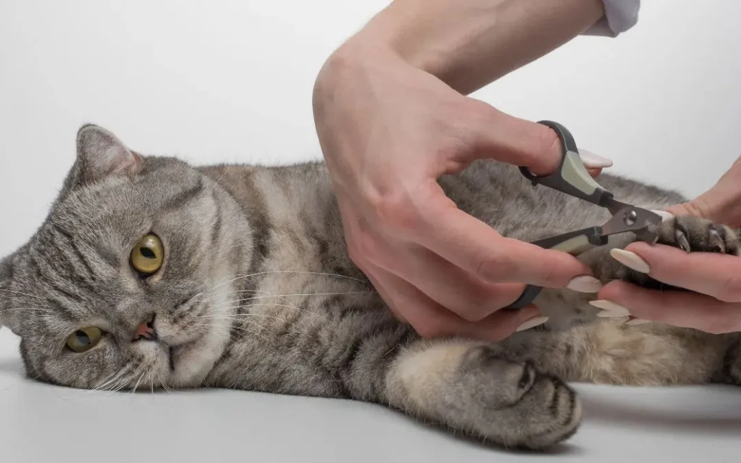 Krallen schneiden Katze: Katze liegt auf Tisch während jemand die Krallen schneidet