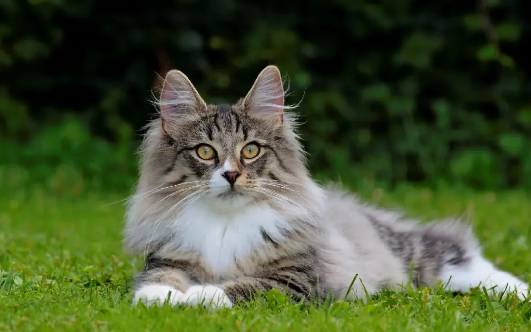 Norwegische Waldkatze liegt im Grass