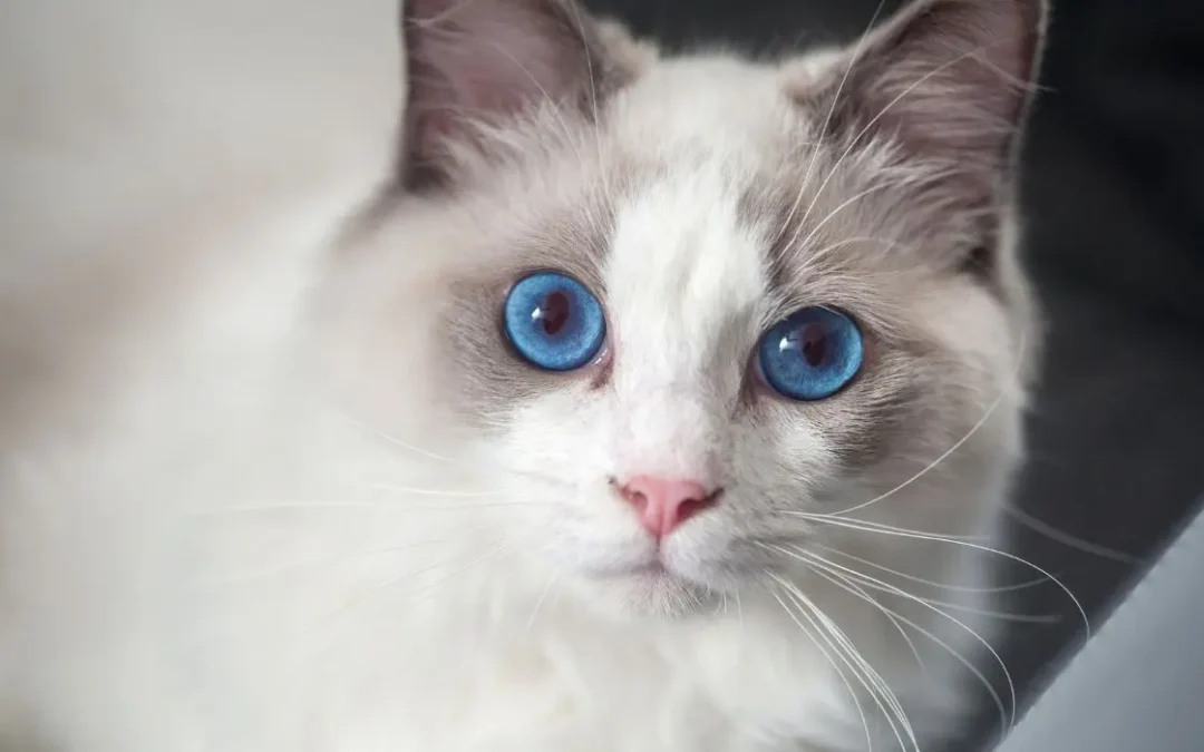 Ragdoll: schaut mit großen, klaren Augen den Betrachter an