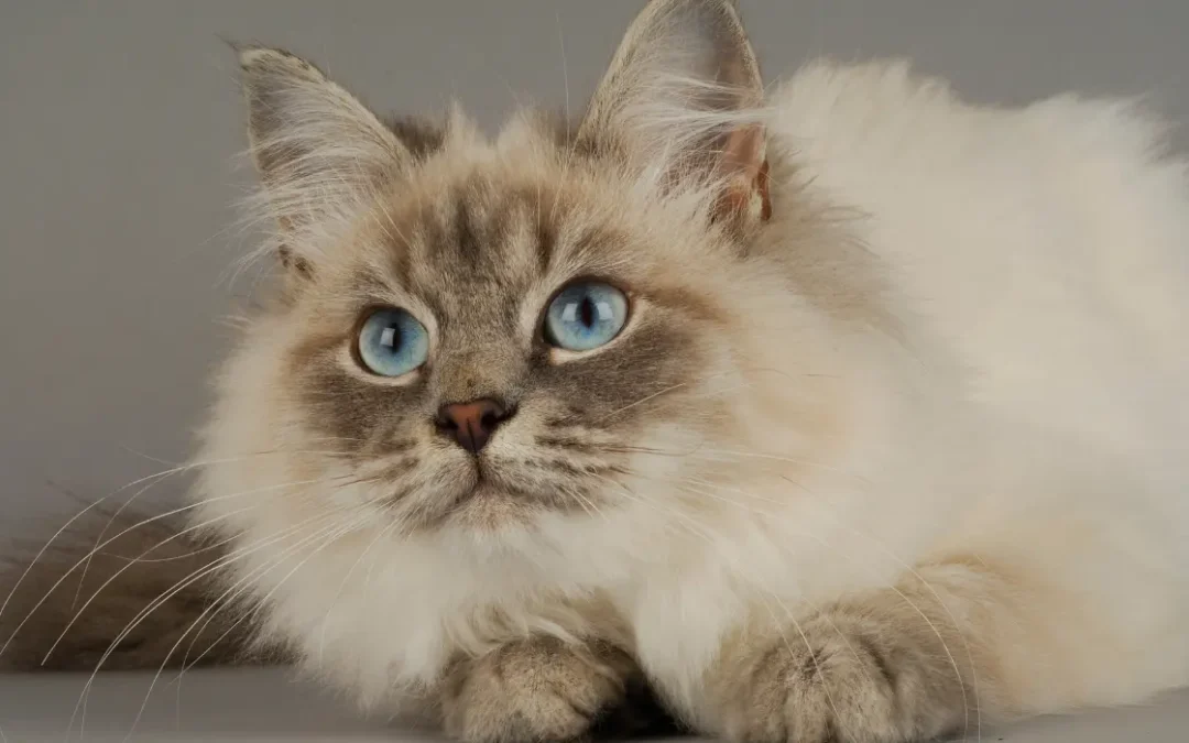 Sibirische Katze schaut in die Kamera