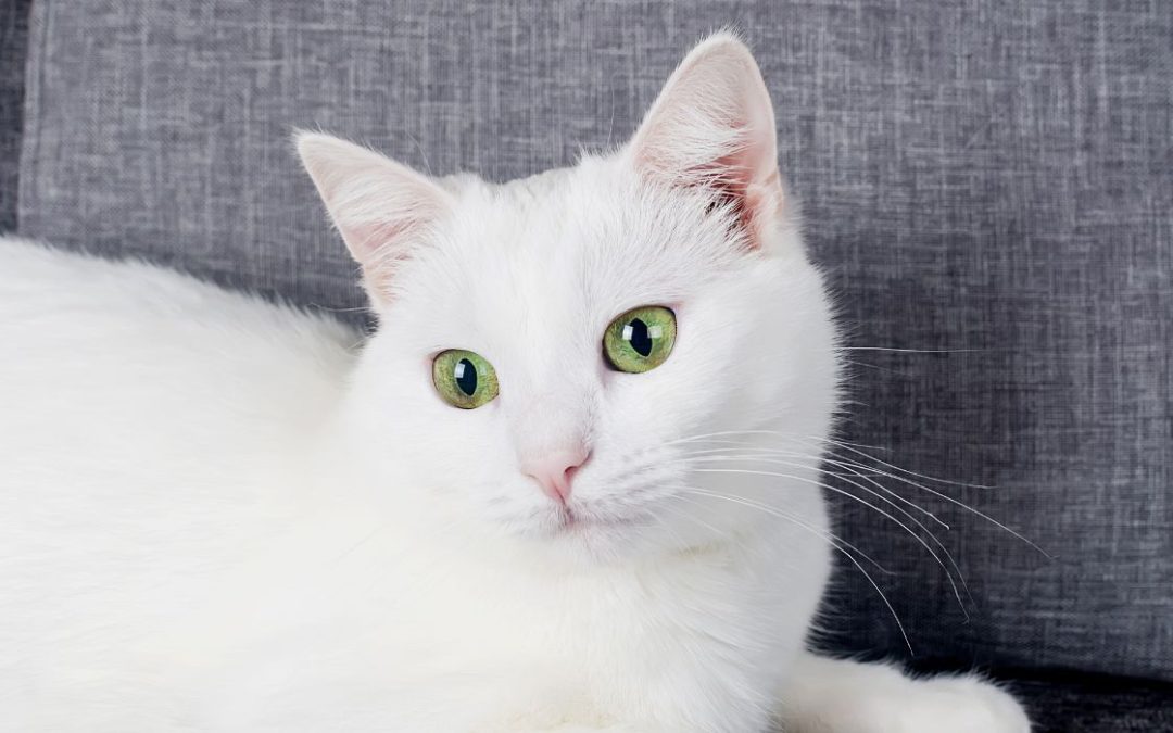 Türkisch Angora: Türkisch Angora liegt auf grauem Sofa