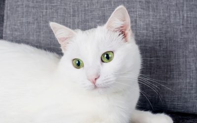 Türkisch Angora: Eine elegante Katzenrasse mit viel Charakter