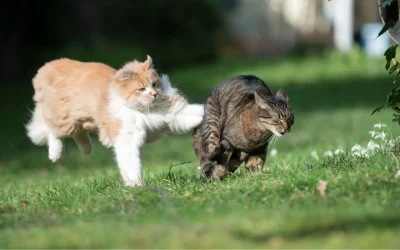 Kater greift Katze an: Ursachen, Lösungen und Tipps