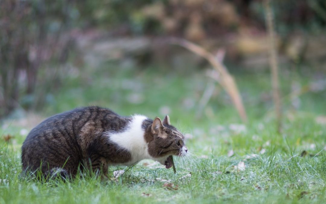 katze erbricht blut: Katze sitzt im Gras, streckt die Zunge weit raus und erbricht