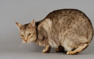 Ocicat: Die Leopardin unter den Hauskatzen