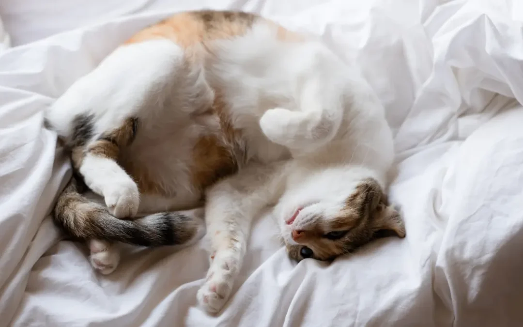 Rollige Katze wälzt sich auf einem Bett