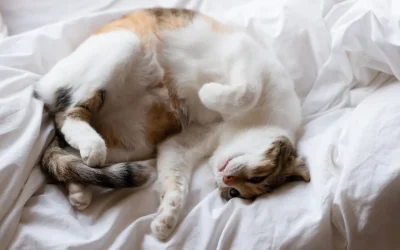 Rollige Katze: Verhalten verstehen und richtig handeln