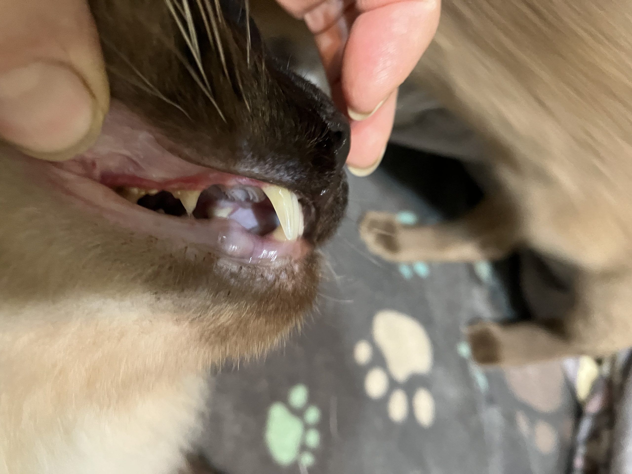 Charlie testet das Pulled Beef Sorte Beef von Leonardo