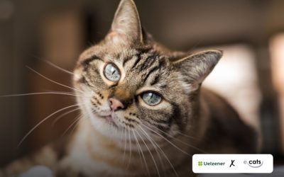 ecats x Uelzener: Neue Kooperation für optimal abgesicherte Samtpfoten