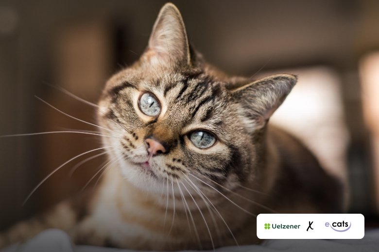 caballo-con-niña Consurso Completo Cross Country