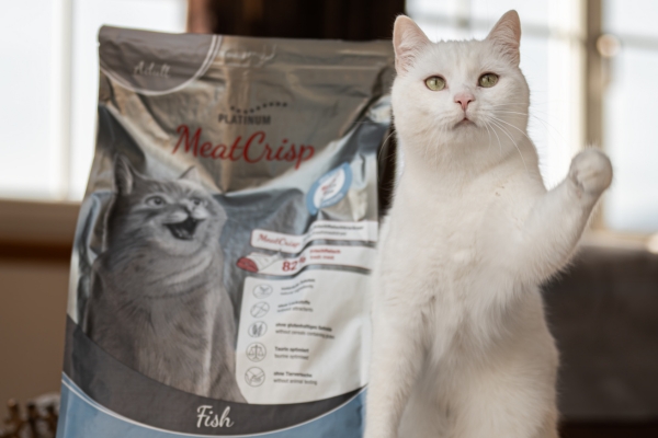 Trockenfutter Katze: Katze bekommt Futter in den Napf