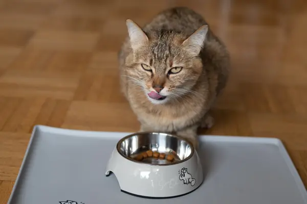 Grau-braune Katze sitzt vor einem Napf und frisst genüsslich MeatCrisp Trockenfutter von PLATINUM