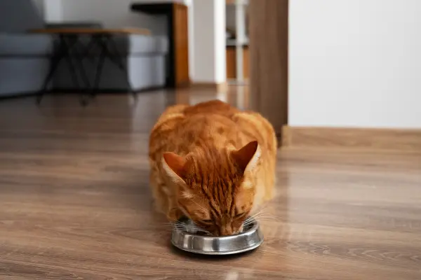 futterumstellung-bei-katzen Getigerte rote Katze frisst aus einem silbernen Metallnapf auf dem Holzfußboden.