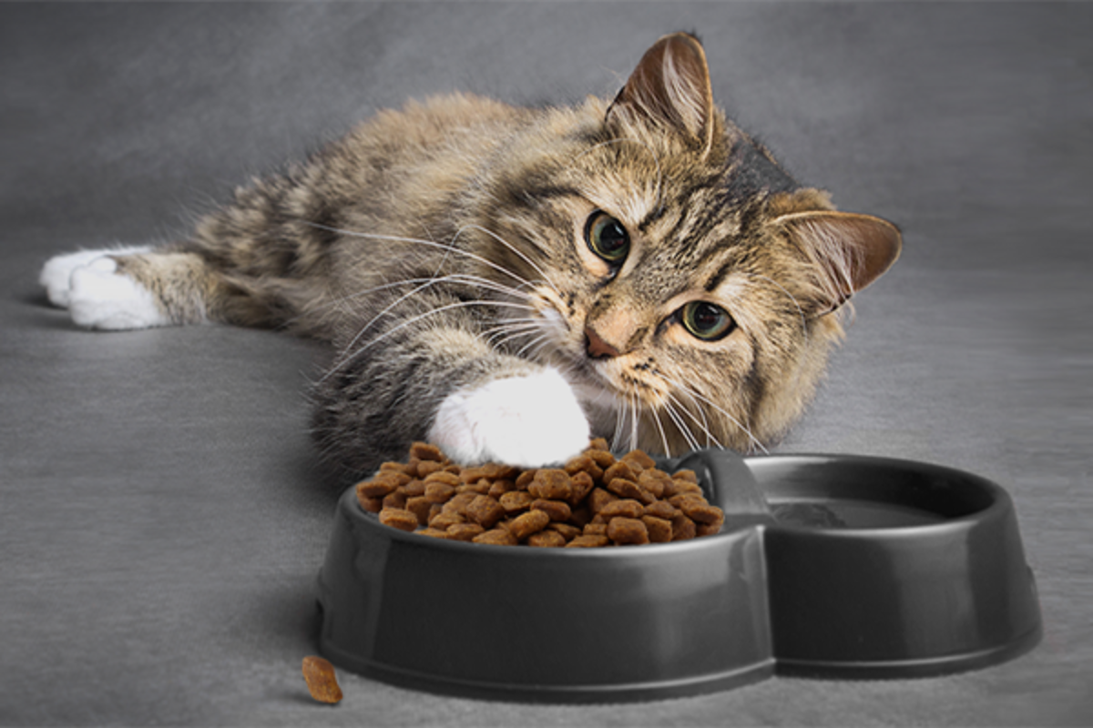 futterumstellung-katze Grau getigerte Katze mit weißen Pfötchen liegt vor einem Napf, der gefüllt ist mit PLATINUM Trockenfutter. Sie hat eine Pfote auf dem Futter und schaut freundlich in die Kamera