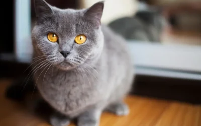 CatCheck: Warum genetische Vorsorge bei Katzen mehr ist als ein Krankheitstest