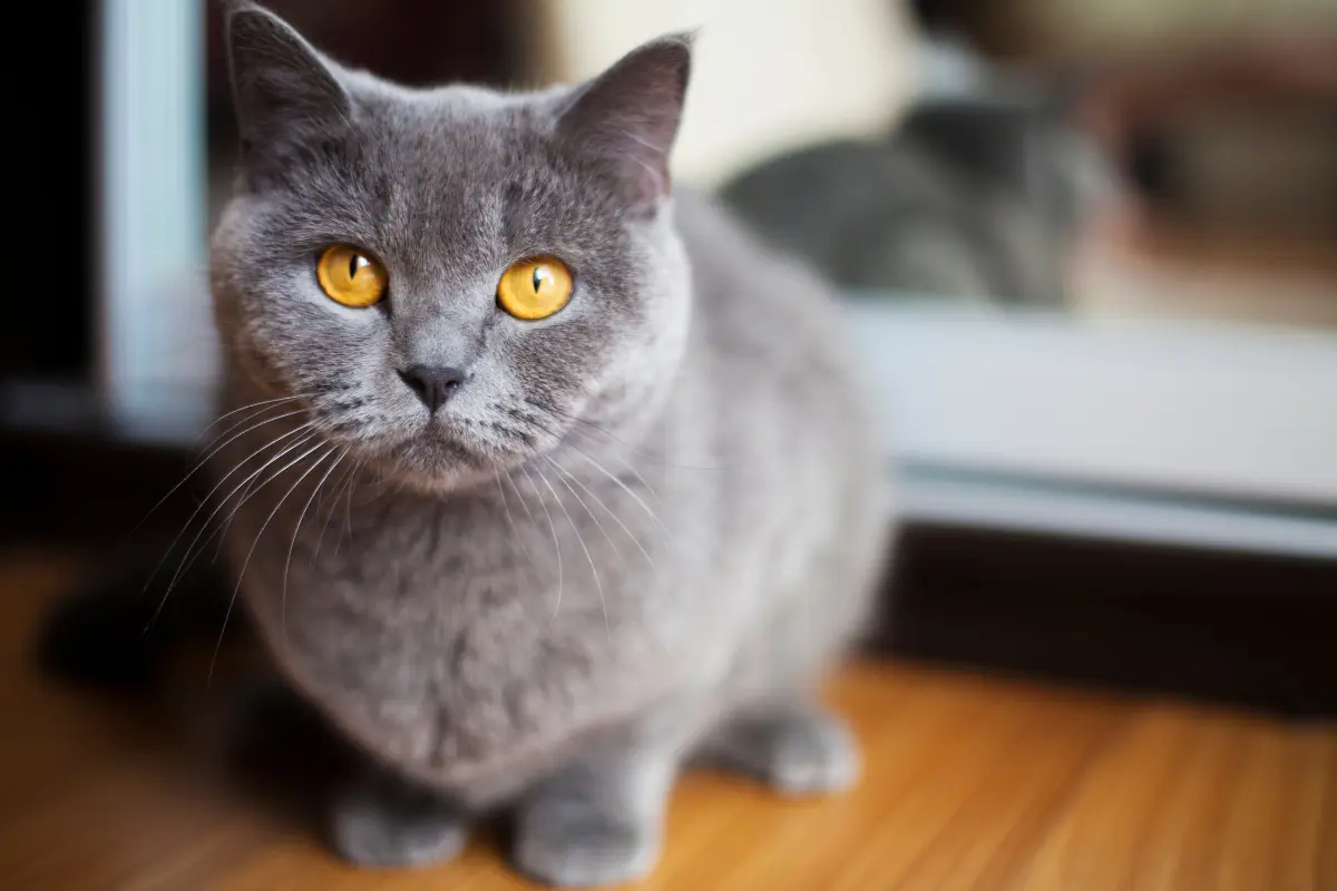 gentest-bei-katzen (1) Nahaufnahme einer sitzenden Britisch Kurzhaar Katze mit grauem Fell und auffälligen bernsteinfarbenen Augen, die direkt in die Kamera blickt