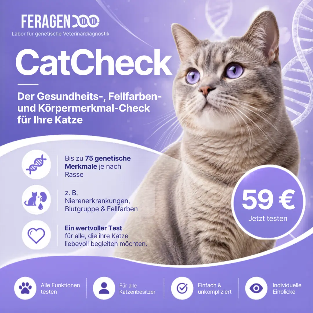 gentest-bei-katzen Werbegrafik von FERAGEN für den Gentest „CatCheck“. Rechts ist eine getigerte Katze mit hellen Augen auf violettem Hintergrund zu sehen. Der Text bewirbt einen Gesundheits-, Fellfarben- und Körpermerkmal-Check für Katzen ab 59 Euro.