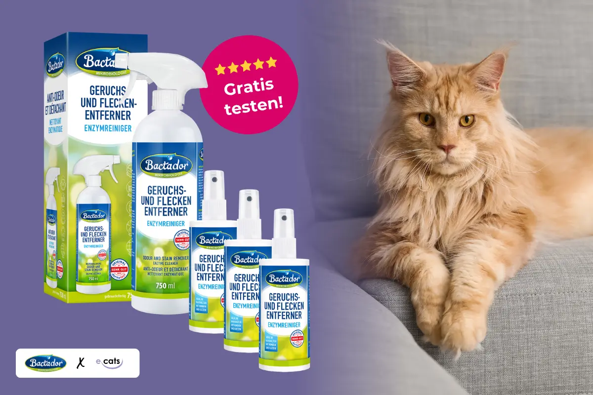 1200x628 (26) Produktbild für Bactador Enzymreiniger gegen Gerüche und Flecken. Links sind mehrere weiße Sprühflaschen in verschiedenen Größen sowie der Produktkarton von Bactador abgebildet. Ein pinker Kreis mit fünf gelben Sternen wirbt mit der Aufschrift „Gratis testen!“. Auf der rechten Bildhälfte liegt eine langhaarige, hellrote Katze entspannt auf einem grauen Polstersofa. Unten links sind die Logos von Bactador und e cats zu sehen.