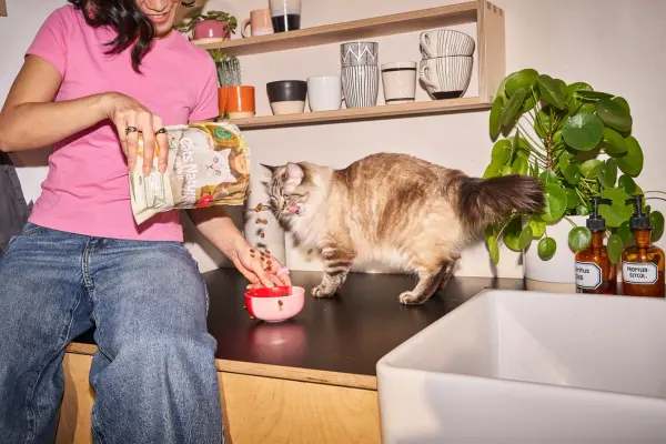 katze-fuettern-0926-5 Eine Frau im pinken T-Shirt füllt Trockenfutter der Marke „Cats Nature“ in einen kleinen Napf, während eine flauschige, langhaarige Katze daneben auf der Küchenzeile steht und schlabbert.