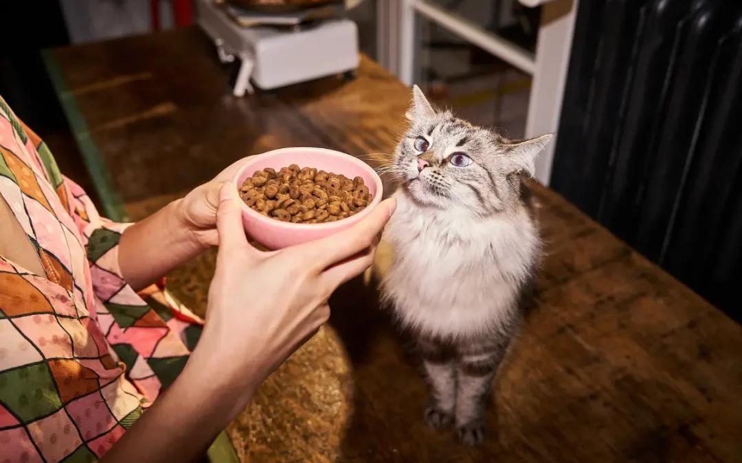 Eine flauschige, getigerte Katze blickt aufmerksam nach oben zu einer rosa Futterschale mit Trockenfutter, die von einer Person gehalten wird.