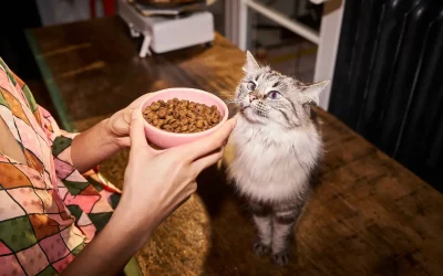 Katze füttern