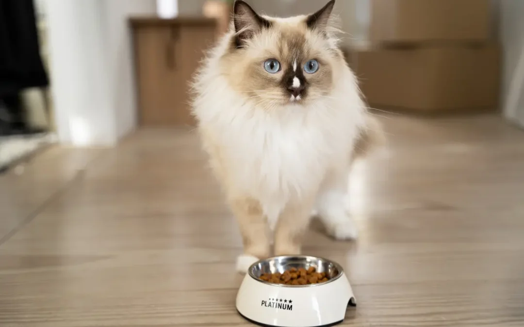 Eine langhaarige, hellbeigefarbene Katze mit blauen Augen steht im Raum hinter einem gefüllten Futternapf der Marke PLATINUM.