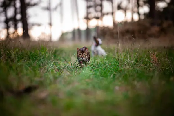 nourishing-for-a-lifetime-platinum-advertorial-0926 Eine getupfte Katze schleicht im niedrigen Gras eines Waldes direkt auf die Kamera zu, während im verschwommenen Hintergrund ein braun-weißer Hund sitzt.