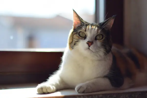 übergewicht-bei-katzen (3) Eine dreifarbige Katze liegt auf der Fensterbank im Tageslicht und blickt direkt in die Kamera.
